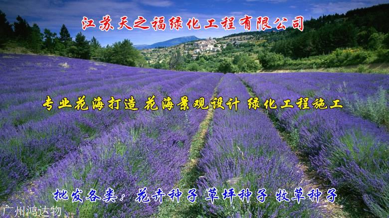 大叶罗汉松种子种植方法-聊城大叶罗汉松种子