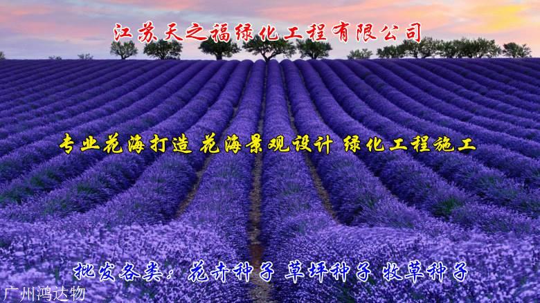 黄花鸢尾种子多少钱斤-韶关黄花鸢尾种子