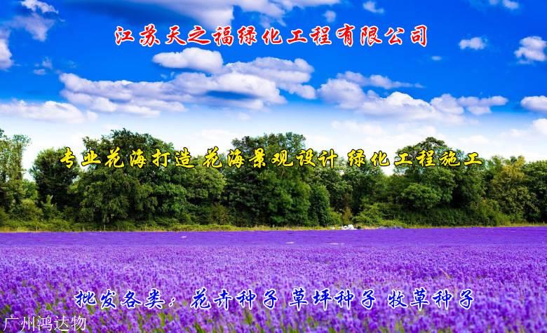象草种子怎么收费-青岛象草种子