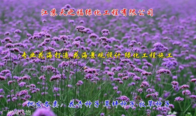 大麦种子多少钱-伊犁大麦种子