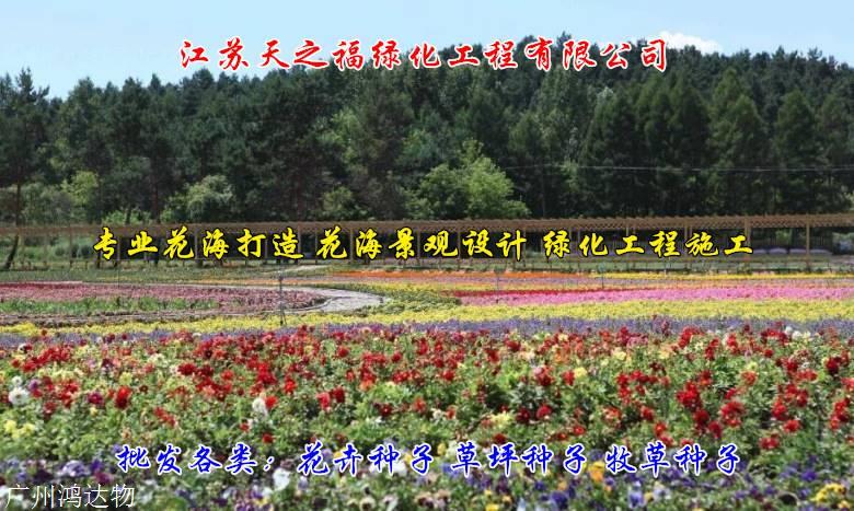 大麦种子多少钱-伊犁大麦种子