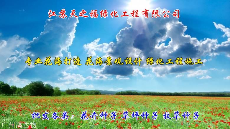 大麦种子多少钱-伊犁大麦种子