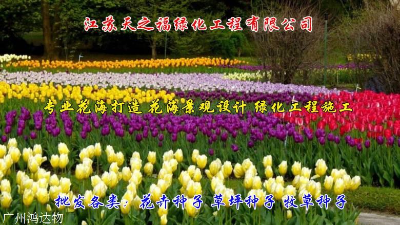 大叶罗汉松种子种植方法-聊城大叶罗汉松种子