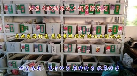 藏紅花種子多少錢一斤-甘孜藏紅花種子
