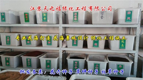 銀邊翠種子哪種好-鄂州銀邊翠種子
