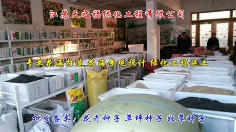 串葉松香草種子幾月播種-南通串葉松香草種子