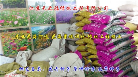 金合歡種子哪家好-南京金合歡種子