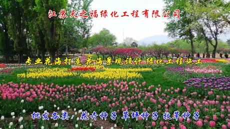 觀賞玉米種子效果圖-深圳觀賞玉米種子