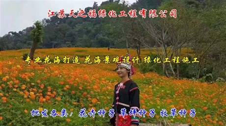 紫色百日草種子行情走勢-中山紫色百日草種子