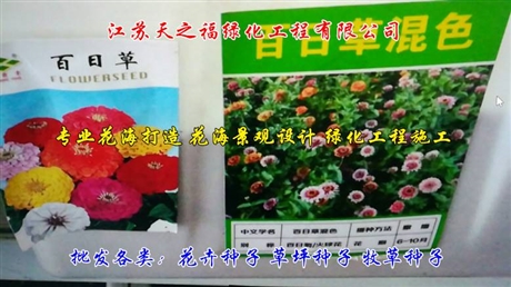 臺(tái)灣四季青種子說(shuō)明-臺(tái)州臺(tái)灣四季青種子