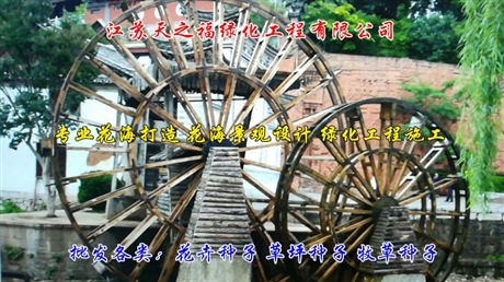 箭舌豌豆廠家直供-自貢箭舌豌豆