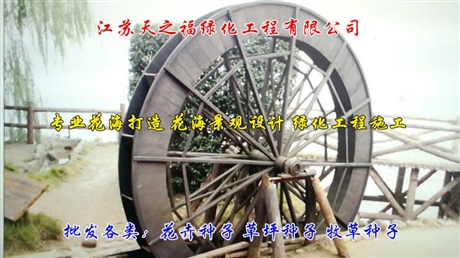 宽叶马鞭草种子批发商-西双版纳宽叶马鞭草种子