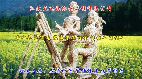 狗牙根草坪种子注意事项-春节狗牙根草坪种子