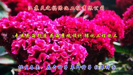 柏樹種子廠家直供-崇左柏樹種子