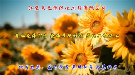 黃波斯菊種子廠家推薦-銅川黃波斯菊種子