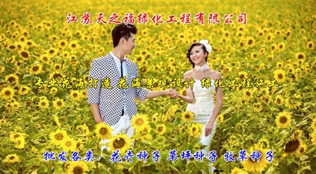 矮生高羊茅種子行情走勢-天水矮生高羊茅種子
