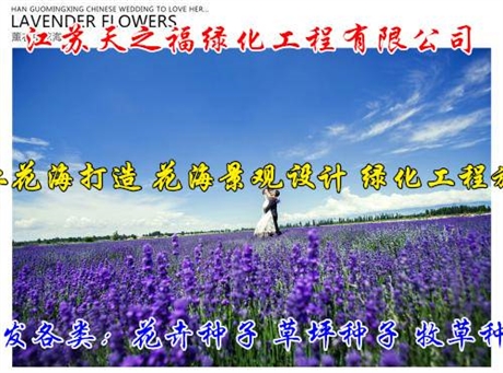 醉蝶花花海打造多少錢一斤-果洛醉蝶花花海打造