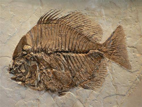 6000万年前鱼化石图片