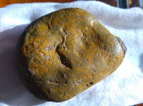 "陨石爱好者网站"创办人李博方,在北京住宅附近的公园里遛狗时,手机上