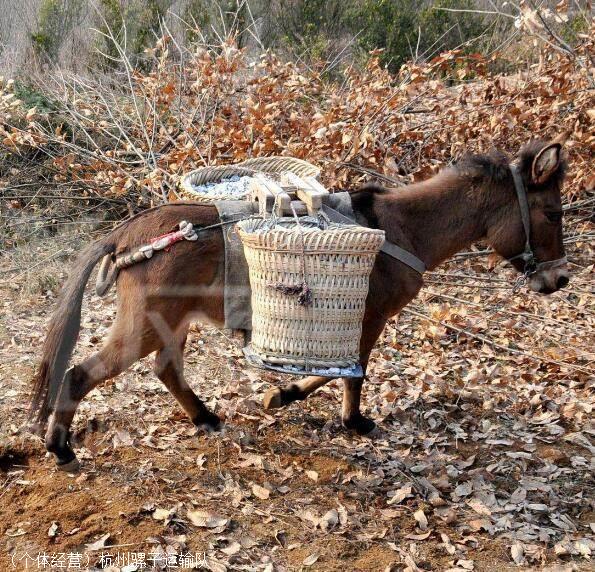 毛驴运输优质服务好