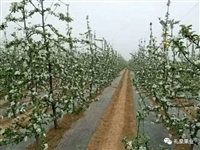 环保型可降解园林地布 防草保湿透水-山东祥耀直供