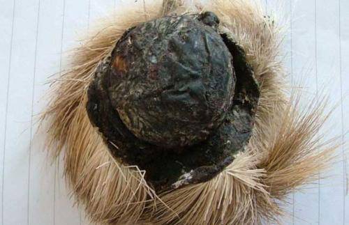 天然麝香----估价:1167.30到1167.