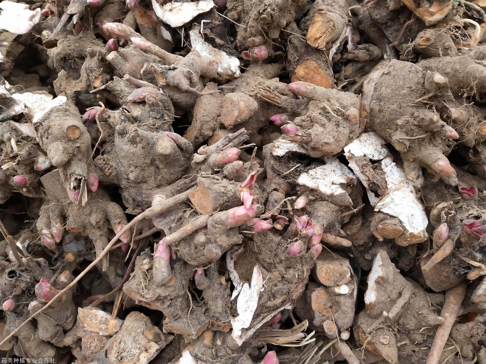 白芍种苗-白芍种苗价格/厂家/批发-药美种植专业合作社