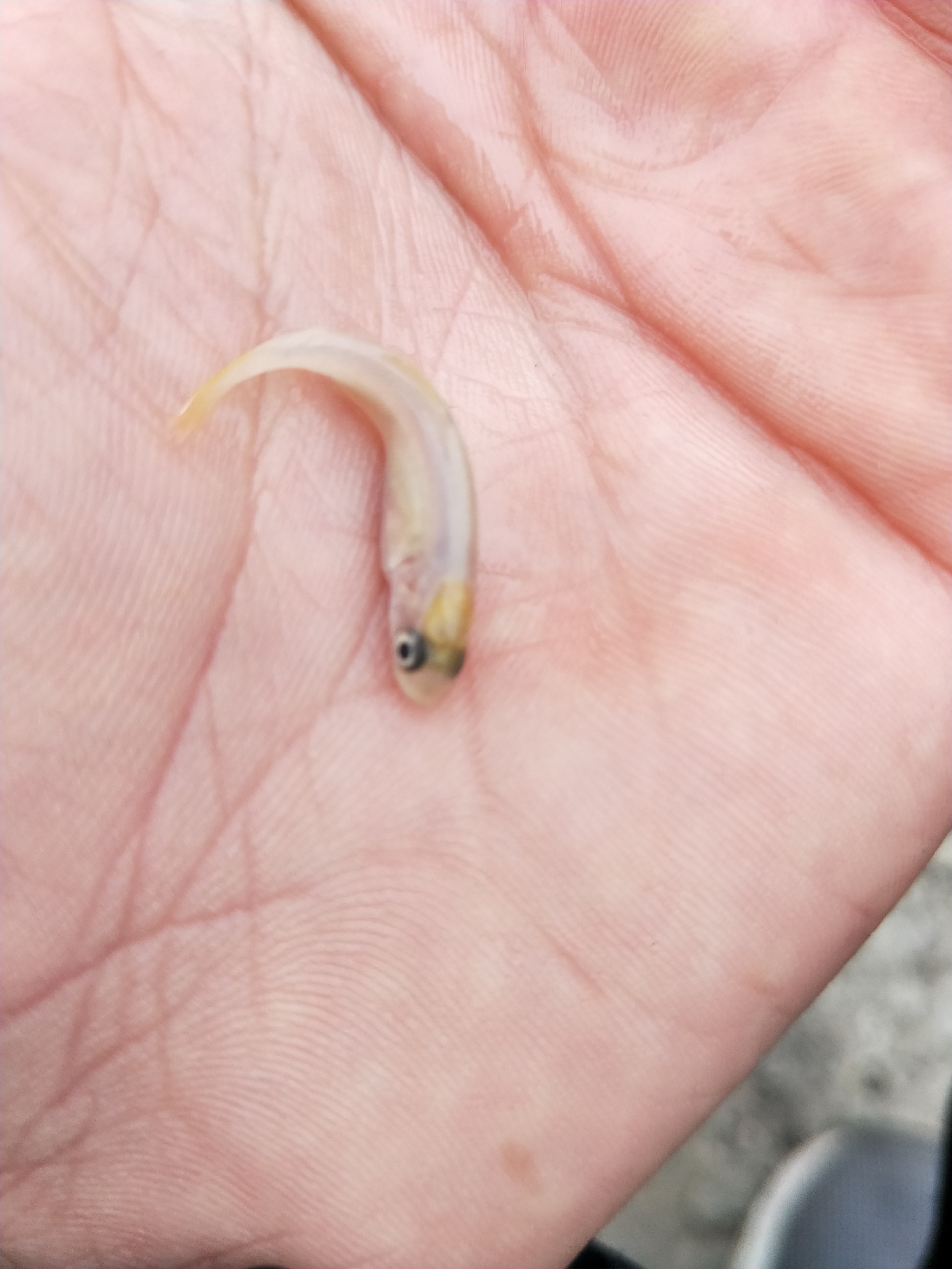 批发虹鳟鱼苗金鳟鱼三文鱼苗活体鱼苗