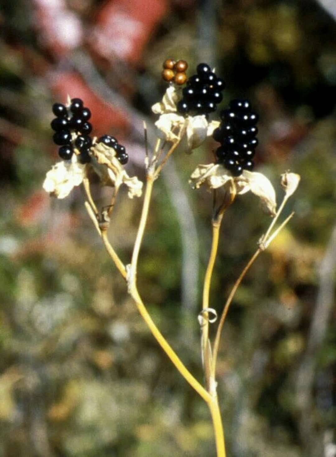 四川射干苗批发价格