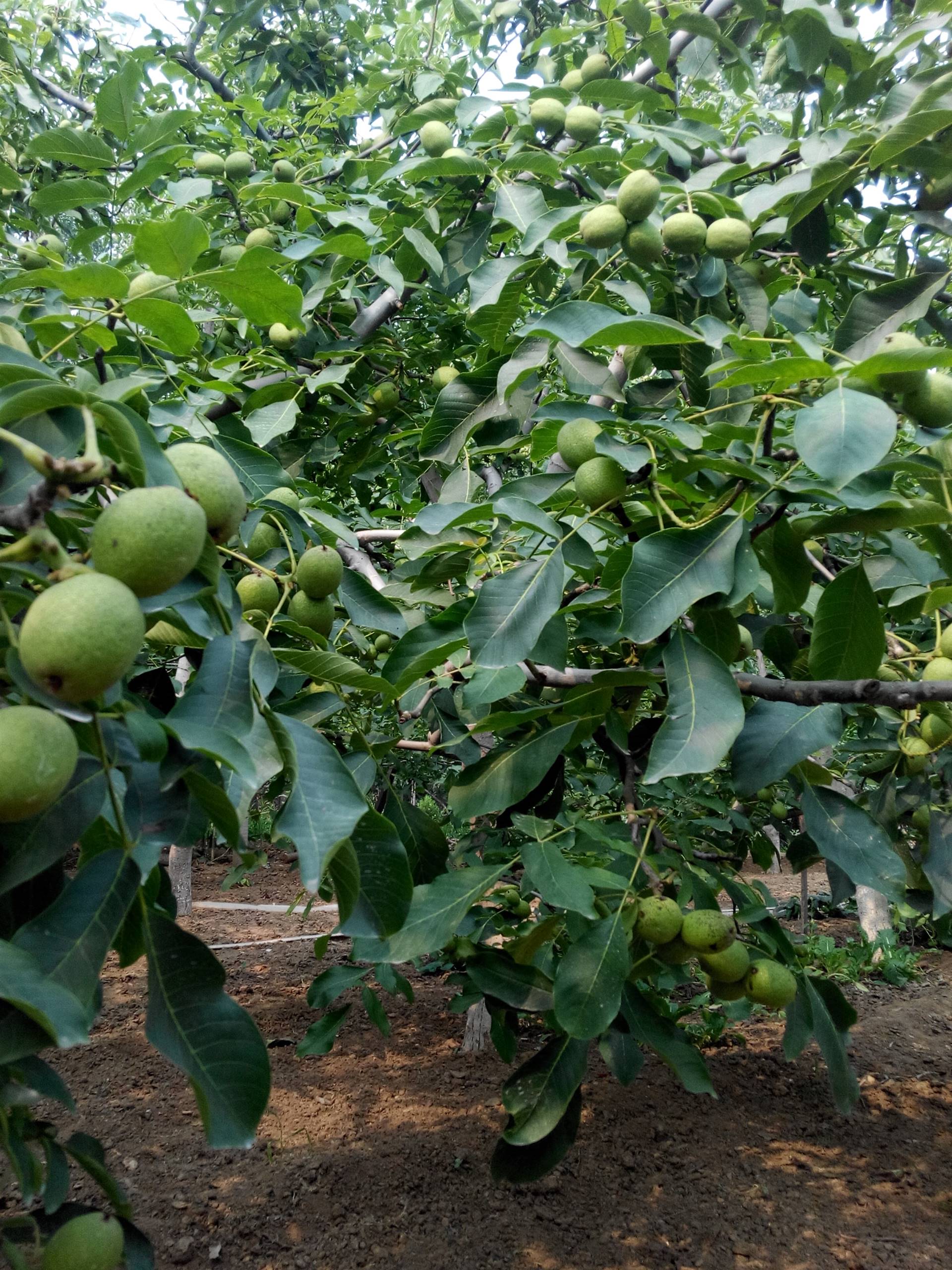 种植核桃苗  基地核桃苗  批发核桃苗  价格核桃苗