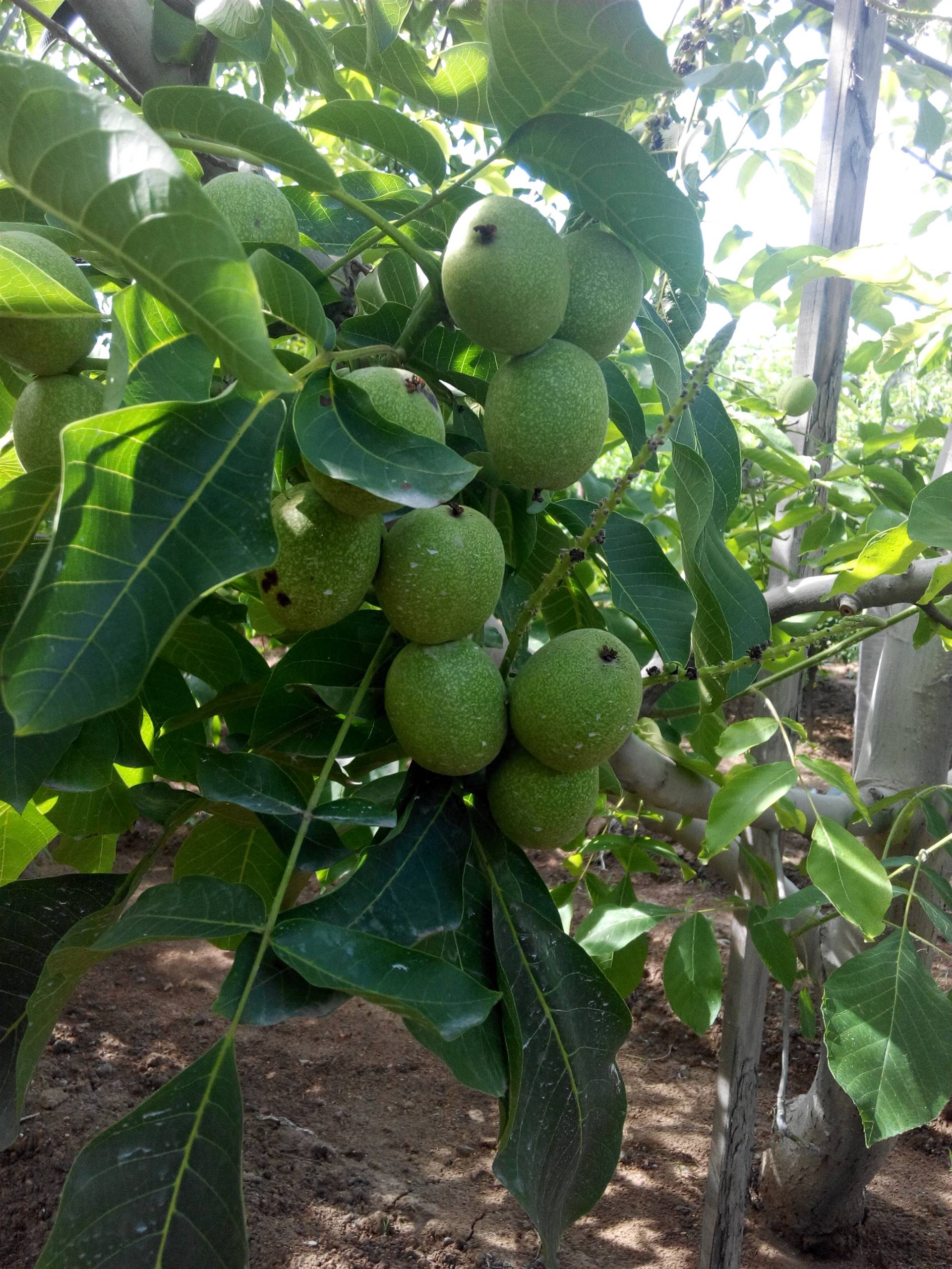 核桃苗品种基地核桃苗种植基地核桃苗批发基地