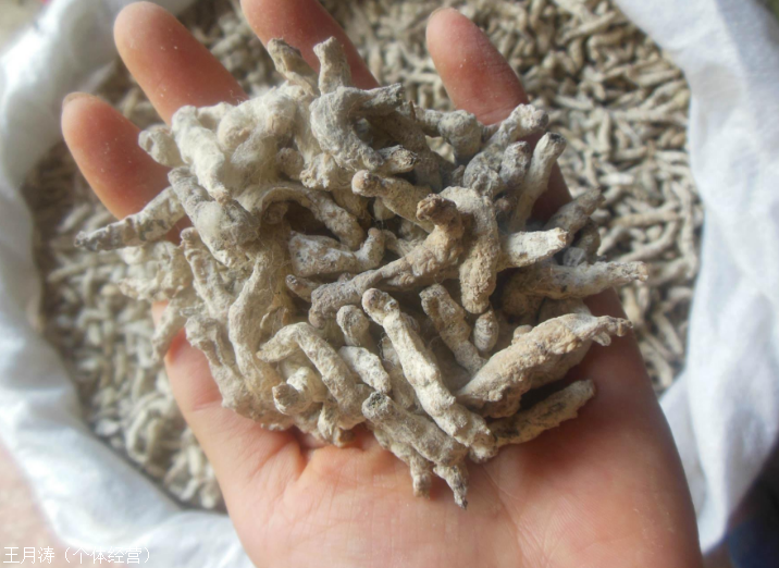 专卖老边诃子皮哪里能买到诃子皮哪里有卖的我要买