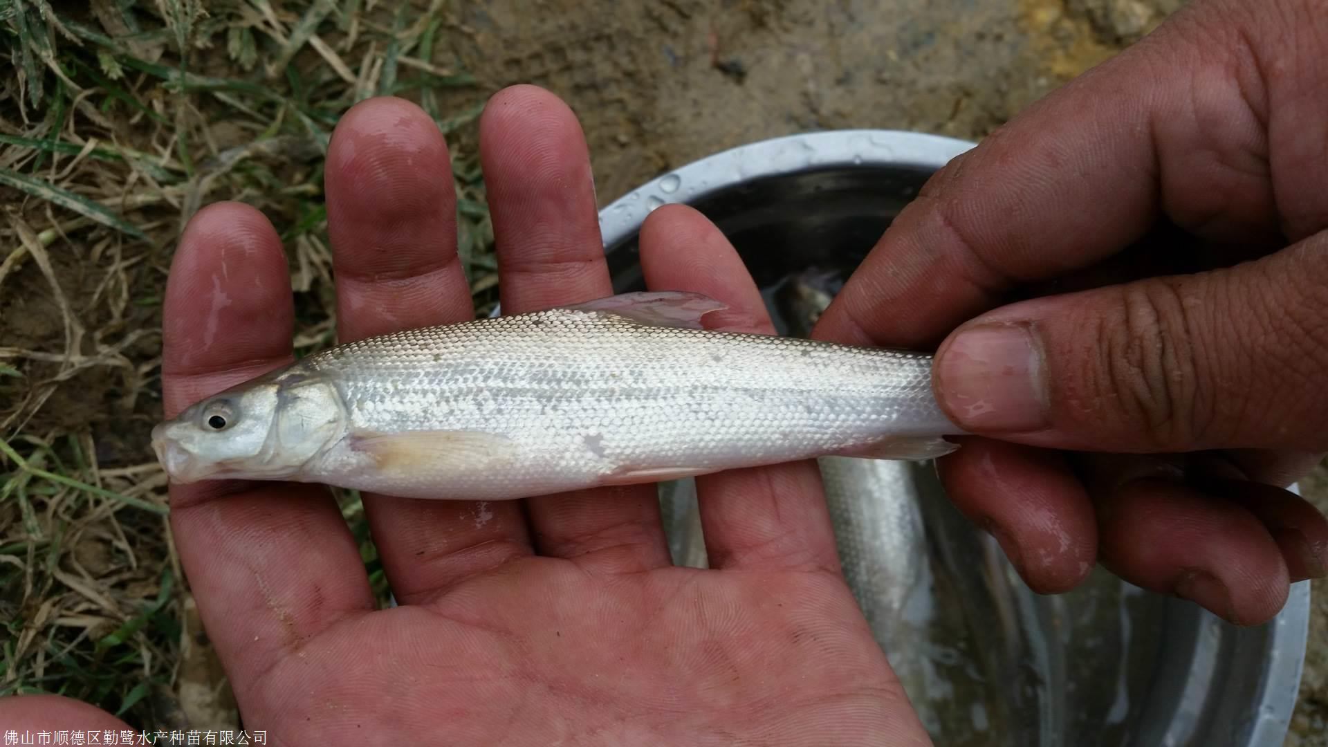 供应俄罗斯金草鱼苗,金草鱼苗,金草鱼水花