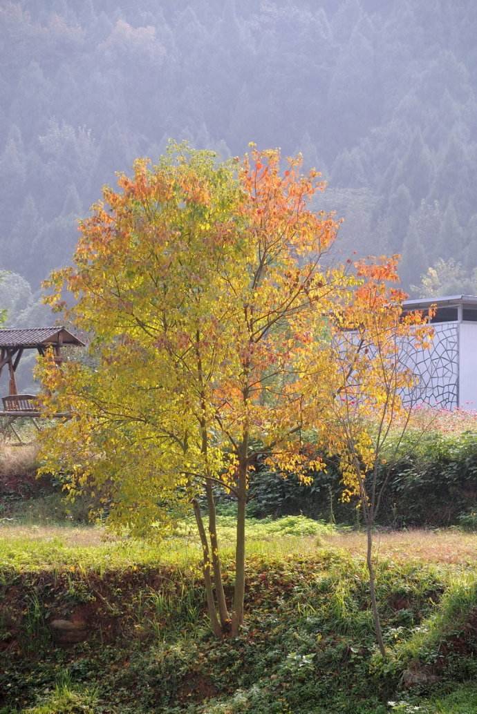 供应12公分乌桕