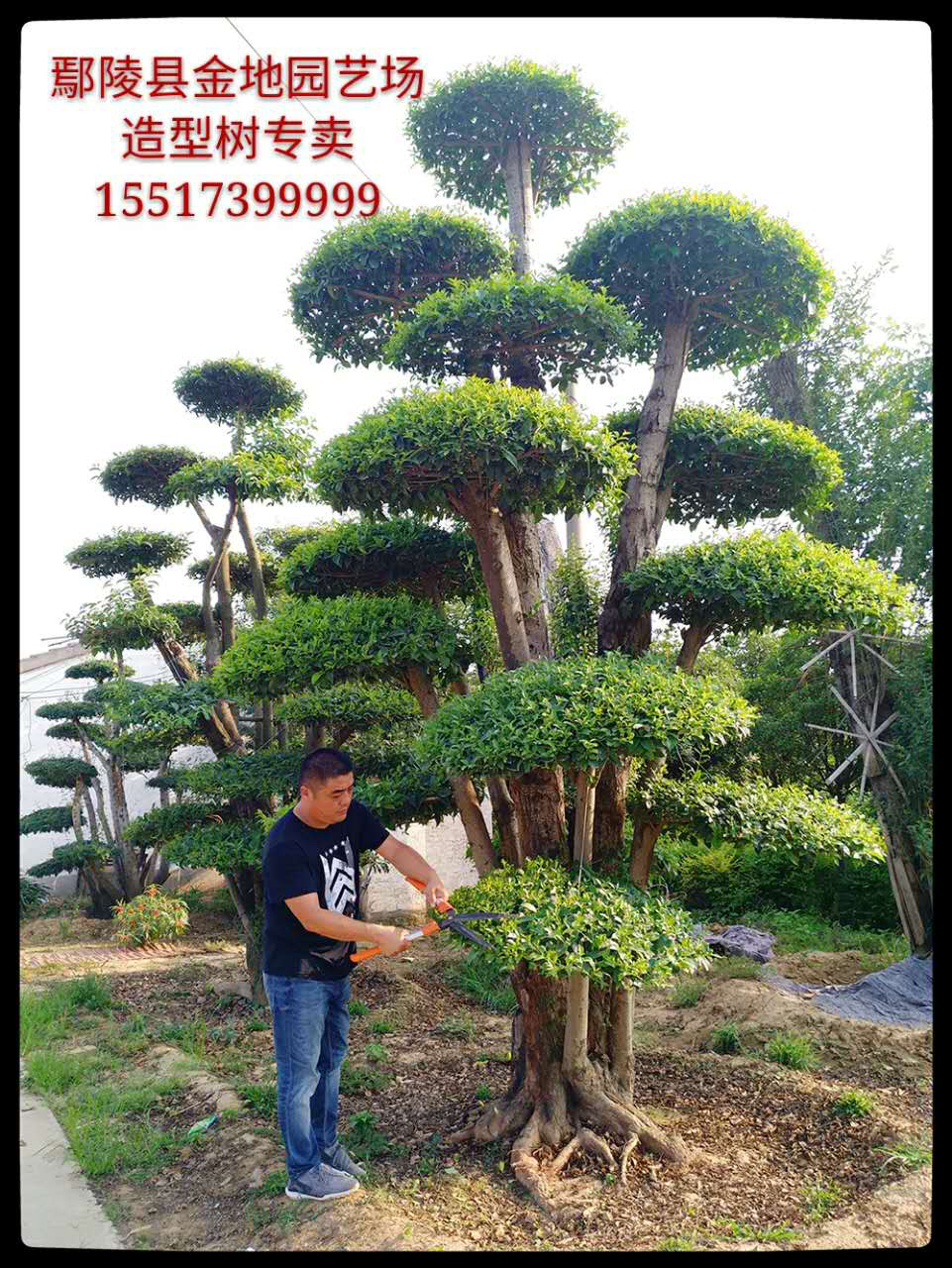大叶女贞造型树 - 苗木批发交易网