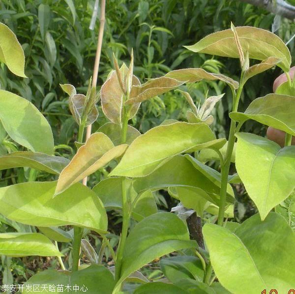 佛见喜梨树苗简介哪里有佛见喜梨树苗