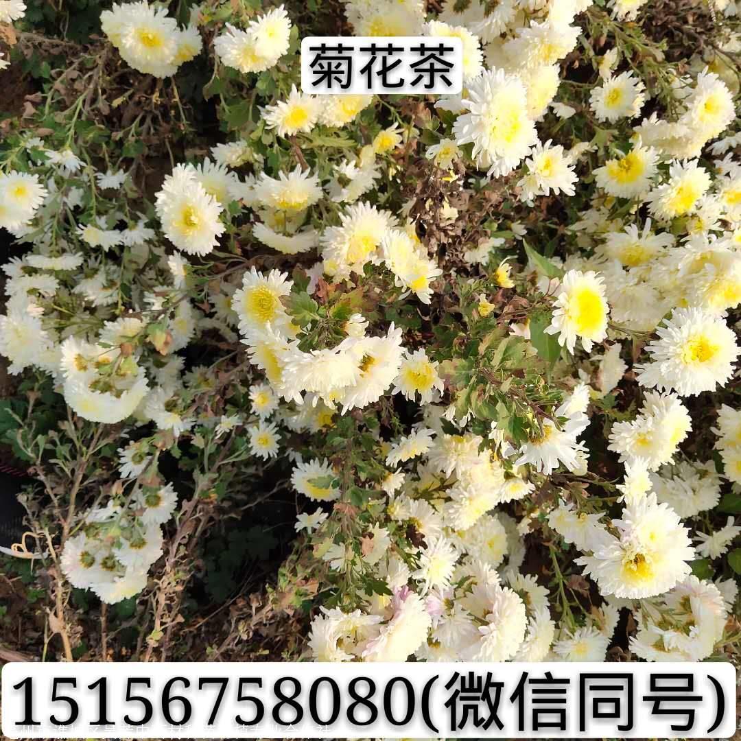 亳菊花苗杭白菊花秧苗种植一亩地需要用多少株