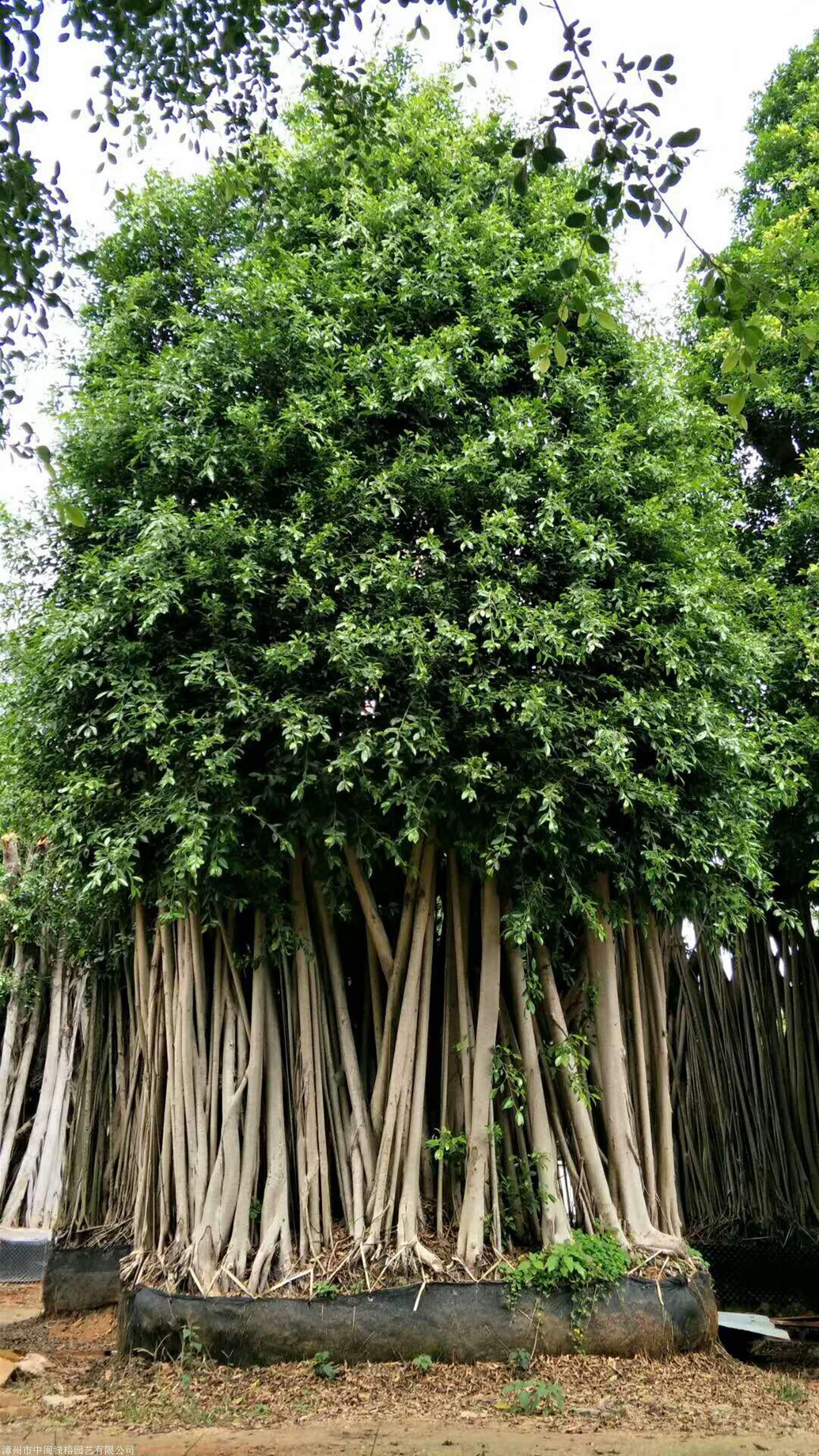 嫁接-原叶造型小叶榕桩头.三角梅.提根榕桩景.景观榕树桩头.