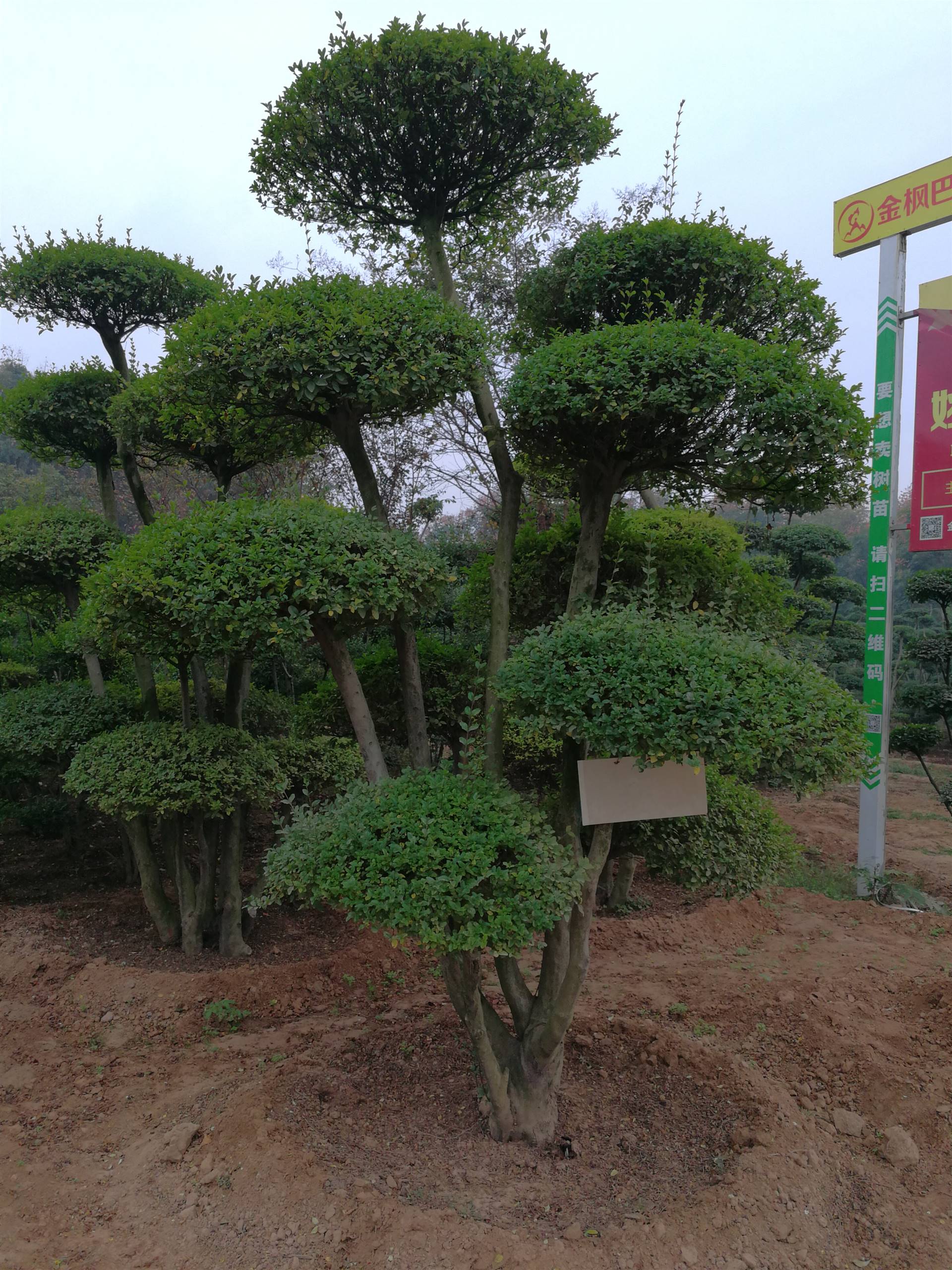 绿化苗木的发展趋势到底怎么样