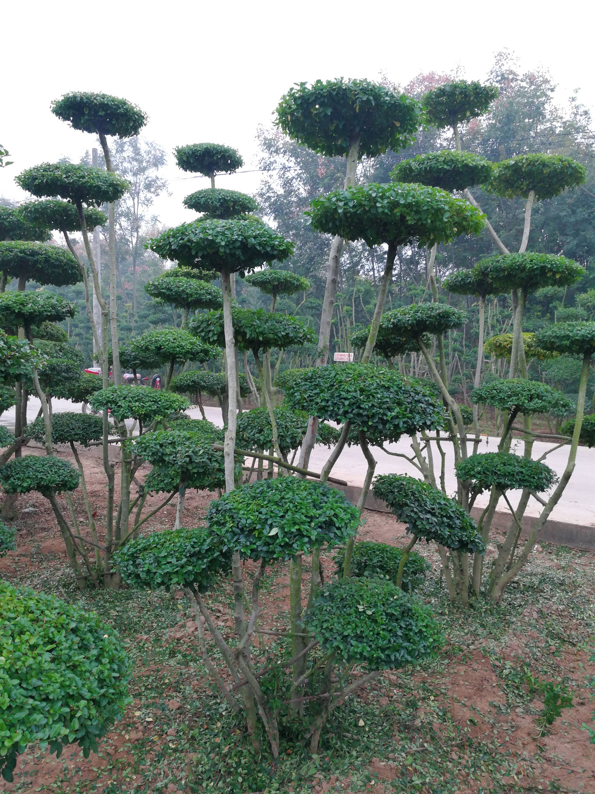世界上最奇特的植物——猴面包树_360社区