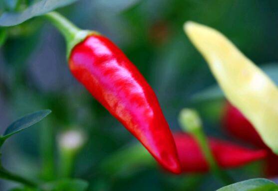 求购高质量龙游白辣椒 辣椒种子