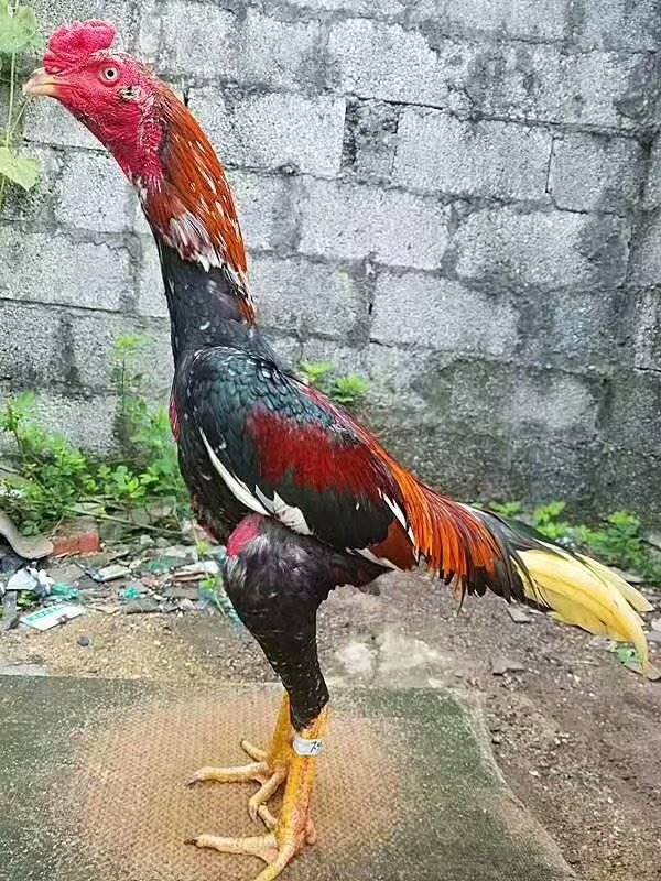 遵义市一批斗鸡买卖