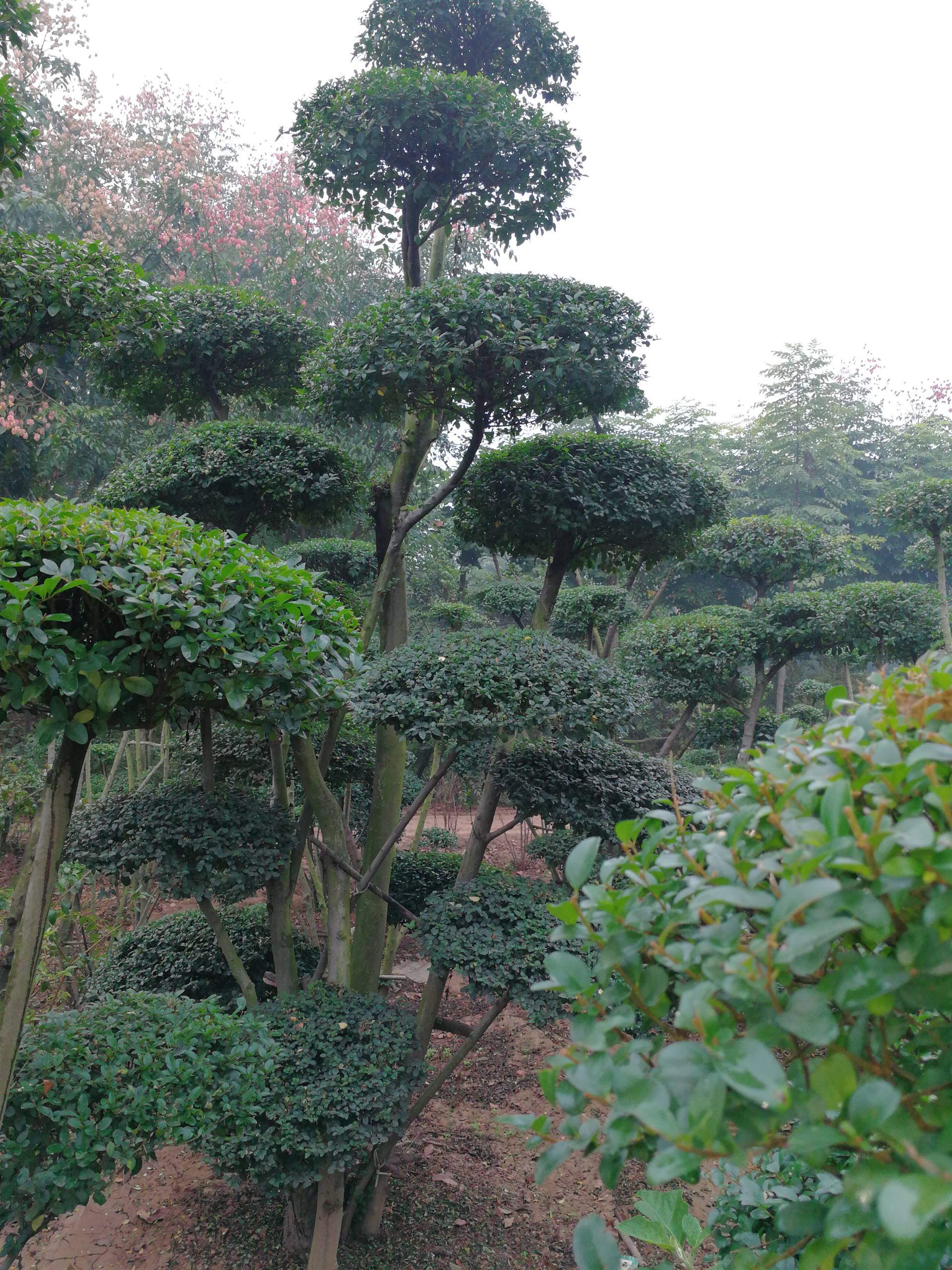 小叶女贞造型树修剪技术