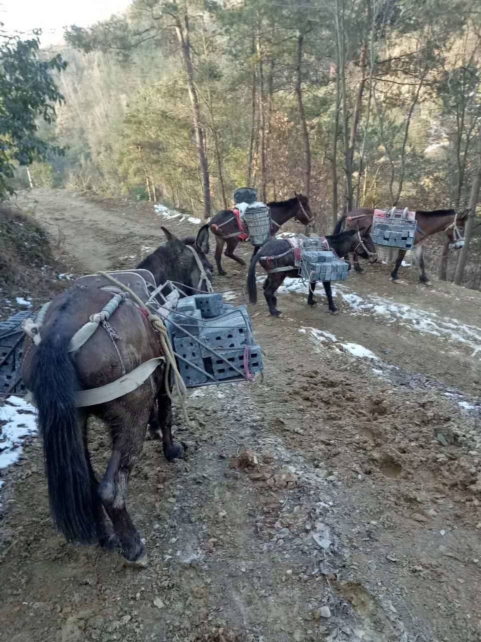 安徽马帮车队图片