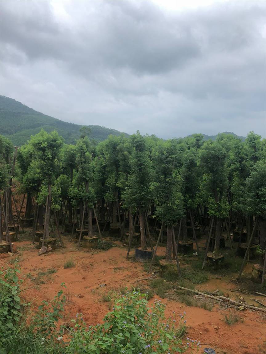 產地供應25公分香樟移植苗價格