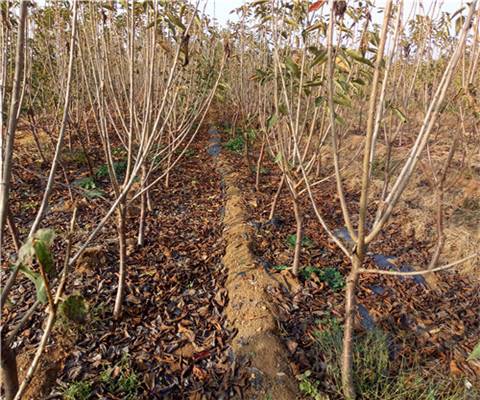 钻石之光樱桃苗出土价格