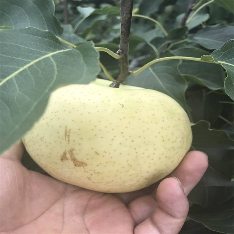 满天红梨树苗哪里有卖