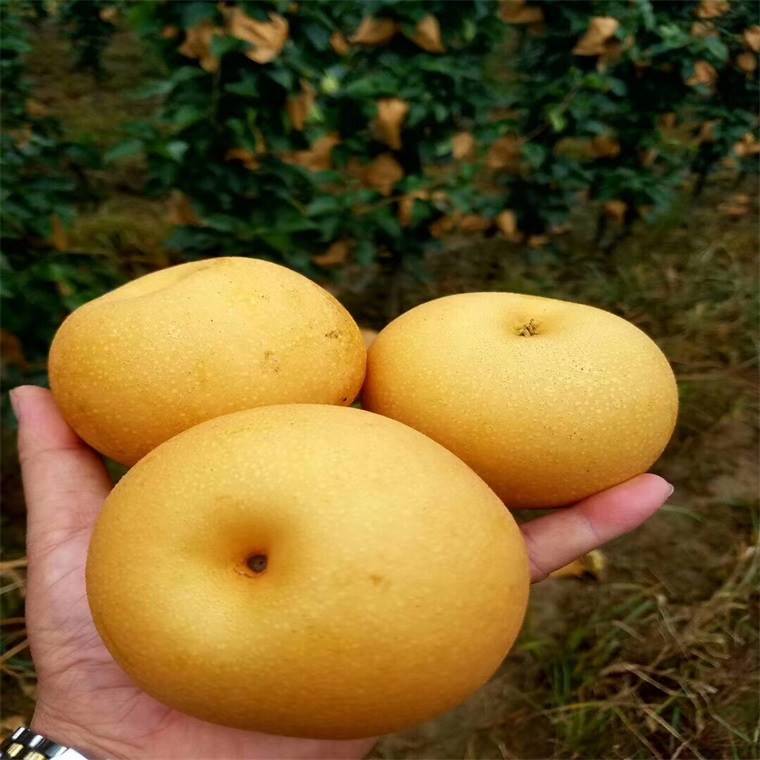 满天红梨树苗哪里有卖