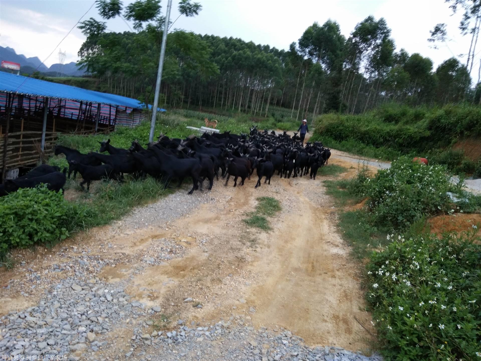 广西玉林黑山羊养殖场图片