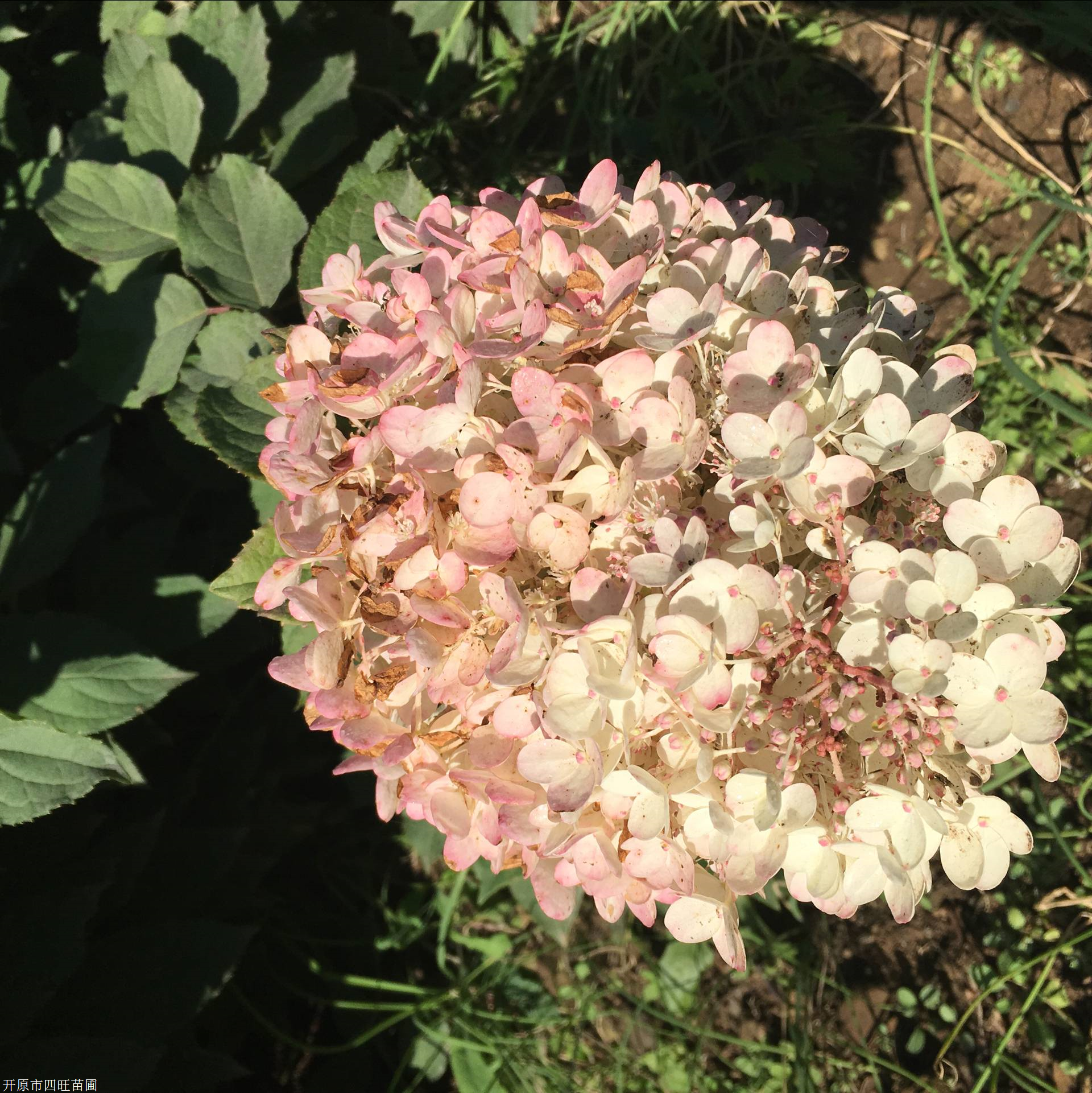 東北木繡球花大花水椏木八仙粉團花價格合理